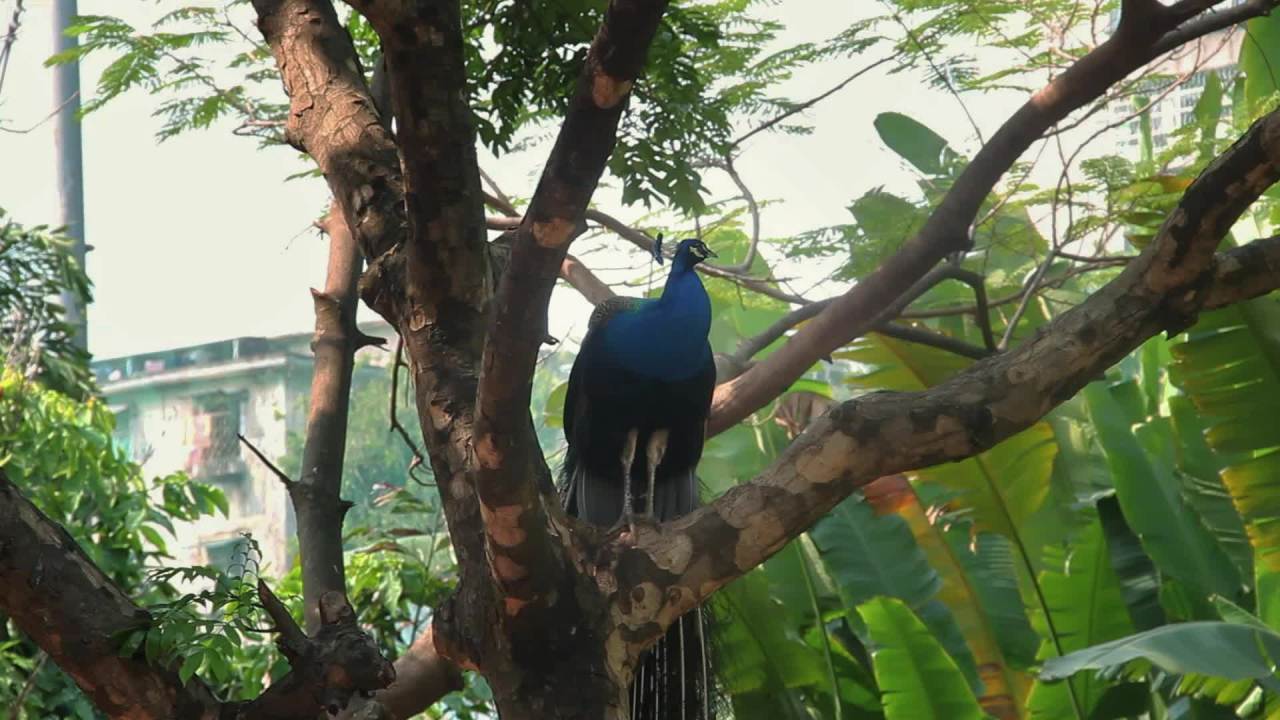树上的孔雀