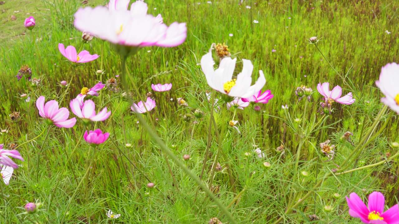 田野中的花海