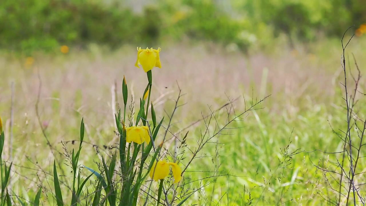 虹膜黄色的花