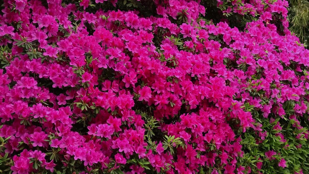 春暖花开杜鹃花盛开 5