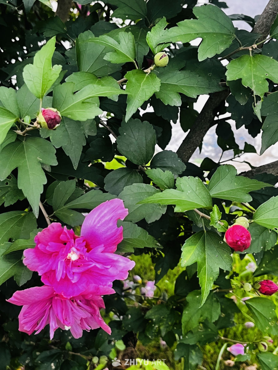 芙蓉花开，绿意盎然