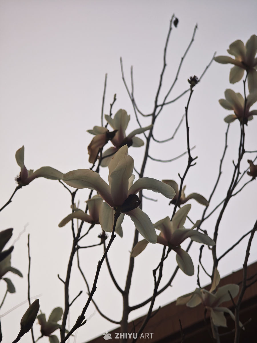 玉兰花绽放的瞬间