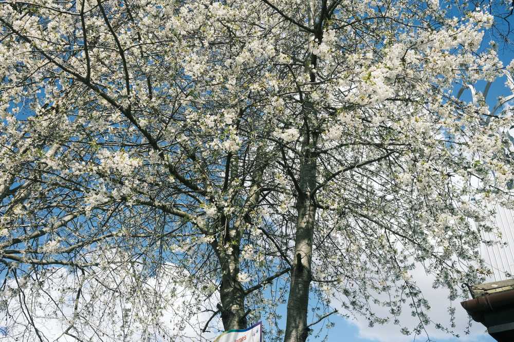樱花树