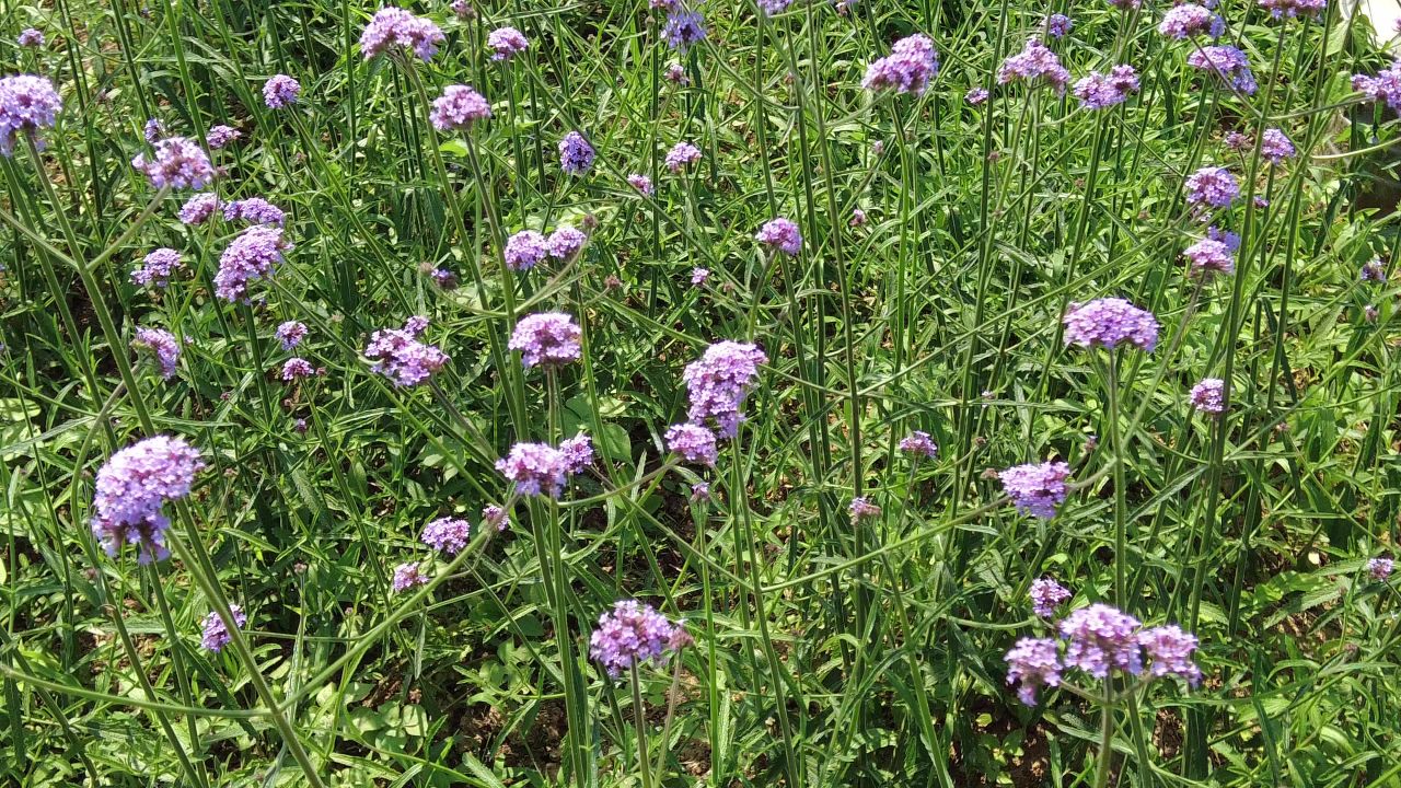 夏日阳光树枝树叶植物鲜花实拍  