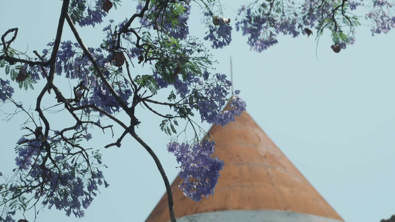 紫花与尖塔