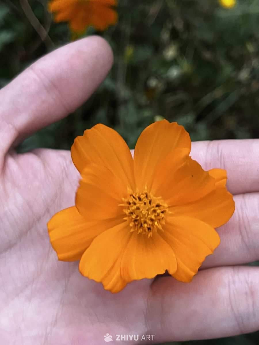 掌心的橙花