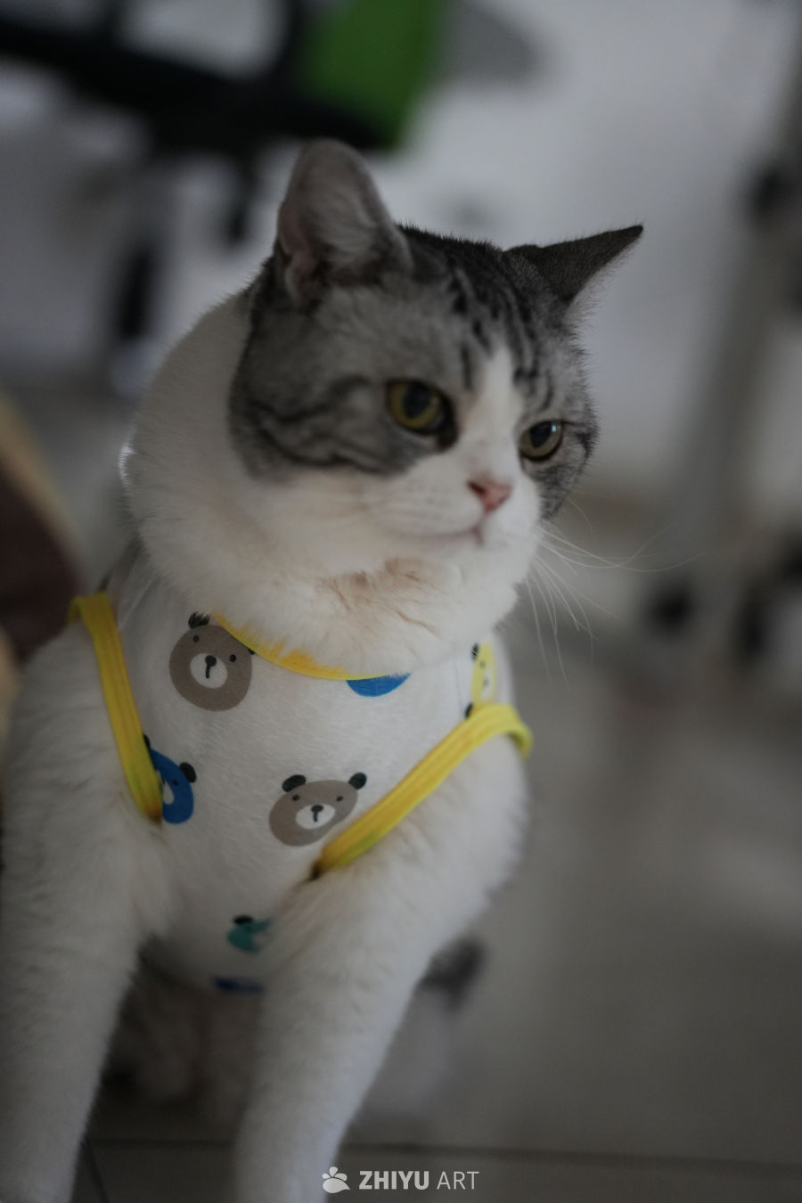 猫咪 8