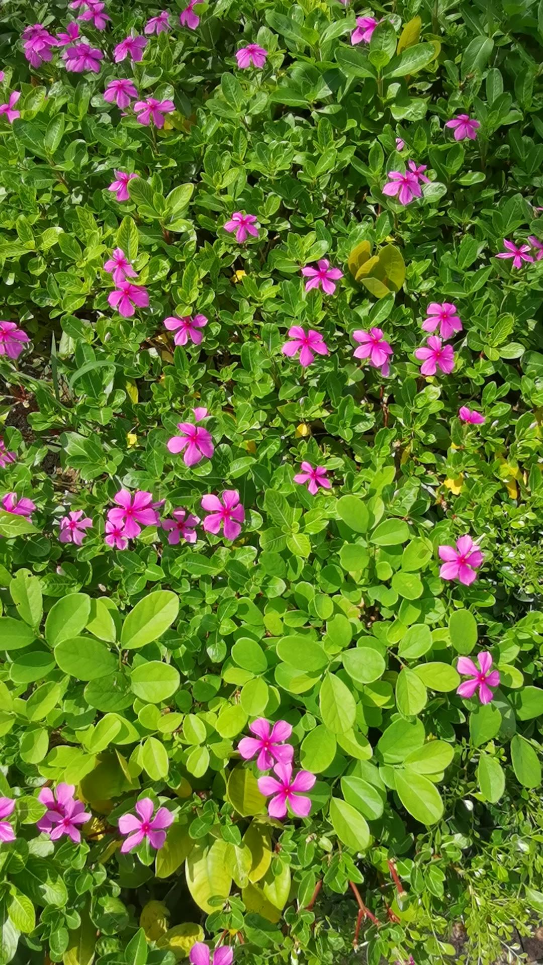 阳光下的花