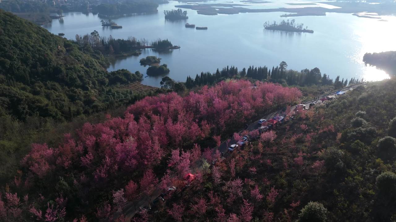 樱花湖畔的宁静时光