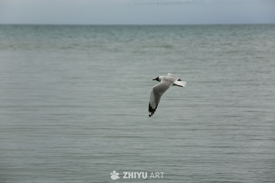 海鸥的飞翔