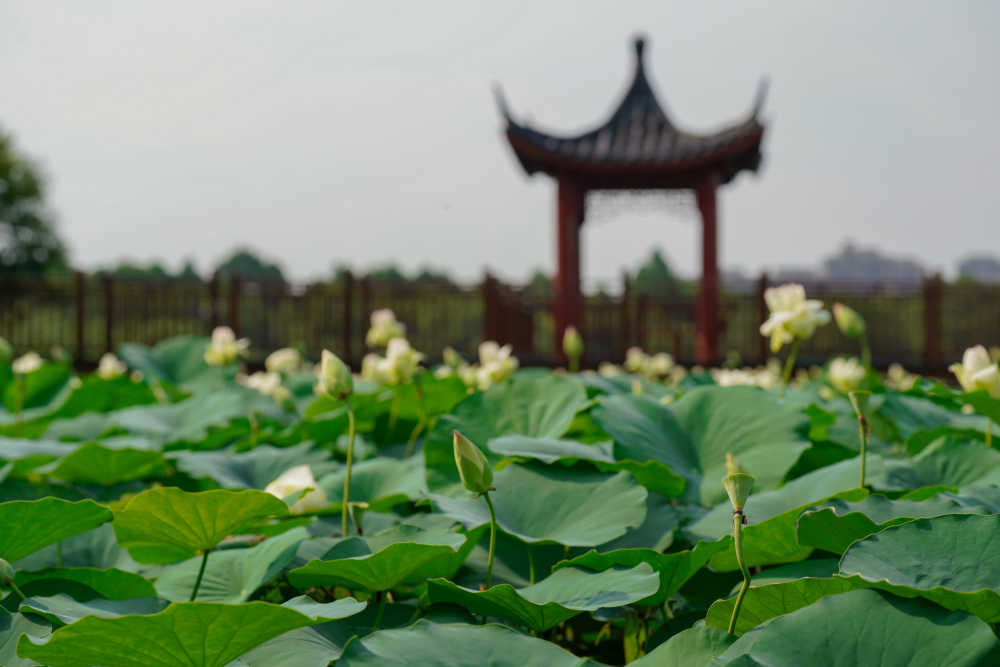 夏荷