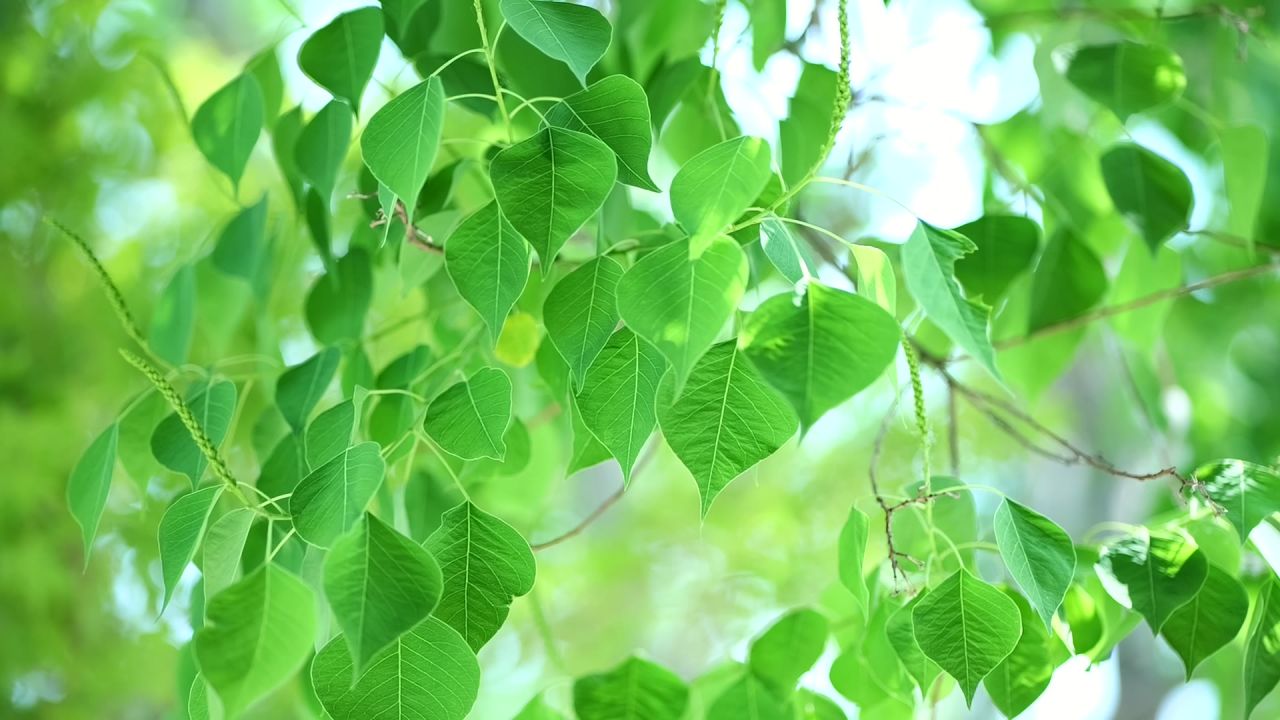 夏天的树叶