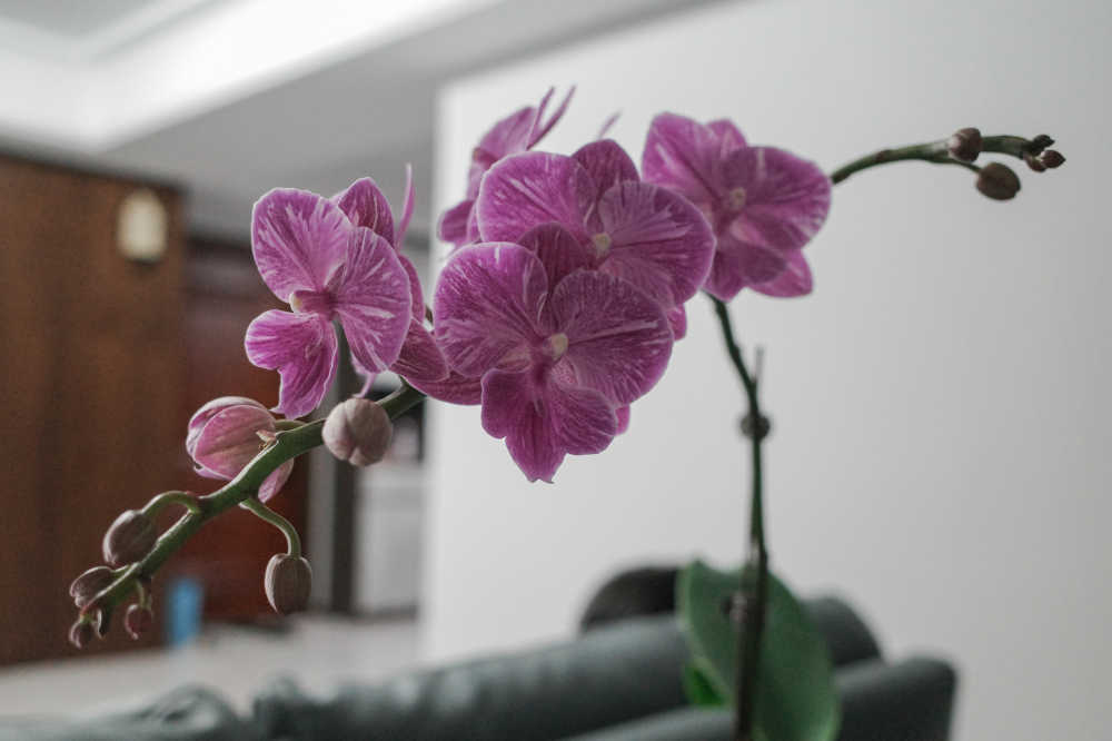 新春兰花开