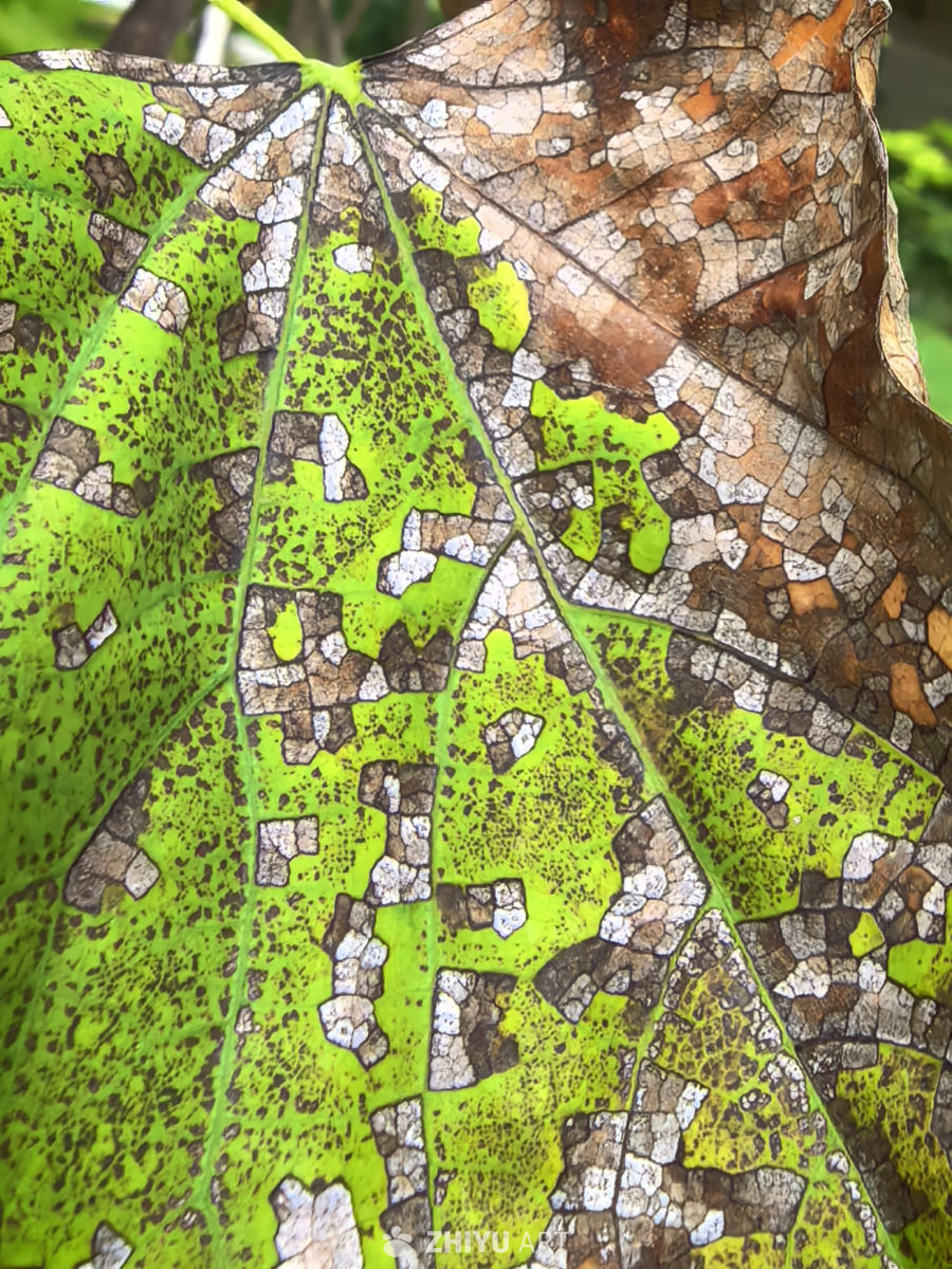 五颜六色的叶子与蘑菇🍄