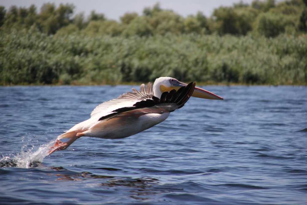 鸟鹈多瑙河水河