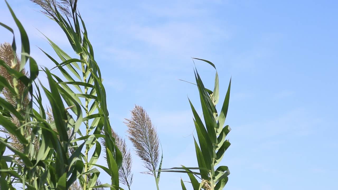 【实拍样片】佳能R7相机实拍原片视频 7