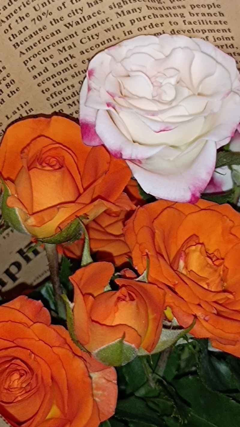玫瑰花束