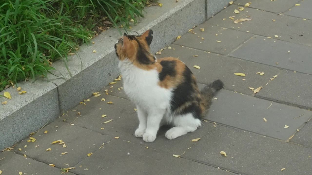 三花猫 3