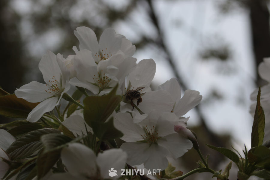 樱花与蜜蜂的和谐共舞