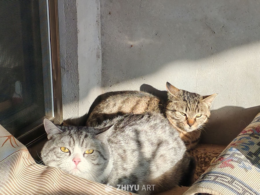 两只猫咪晒太阳
