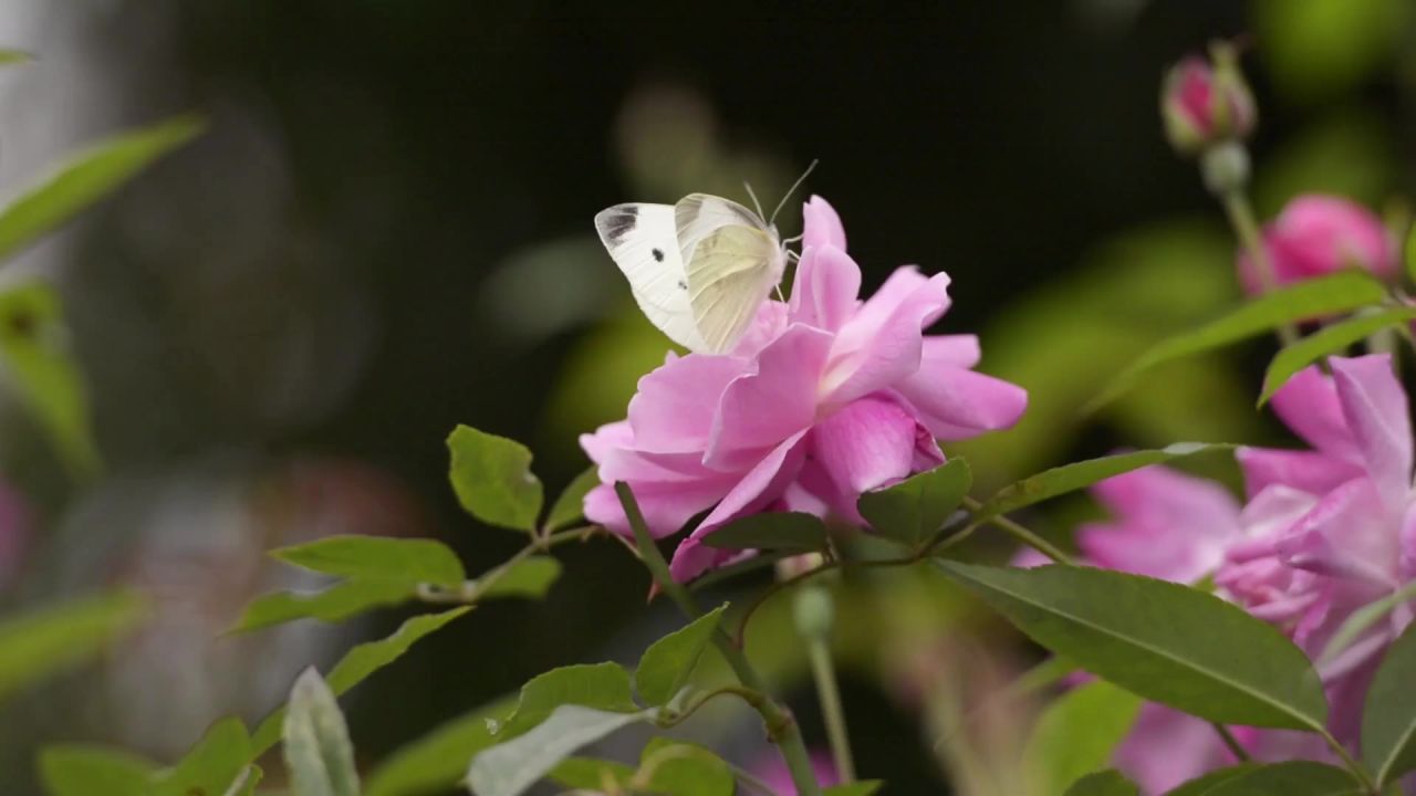 玫瑰花蝴蝶粉红色花园