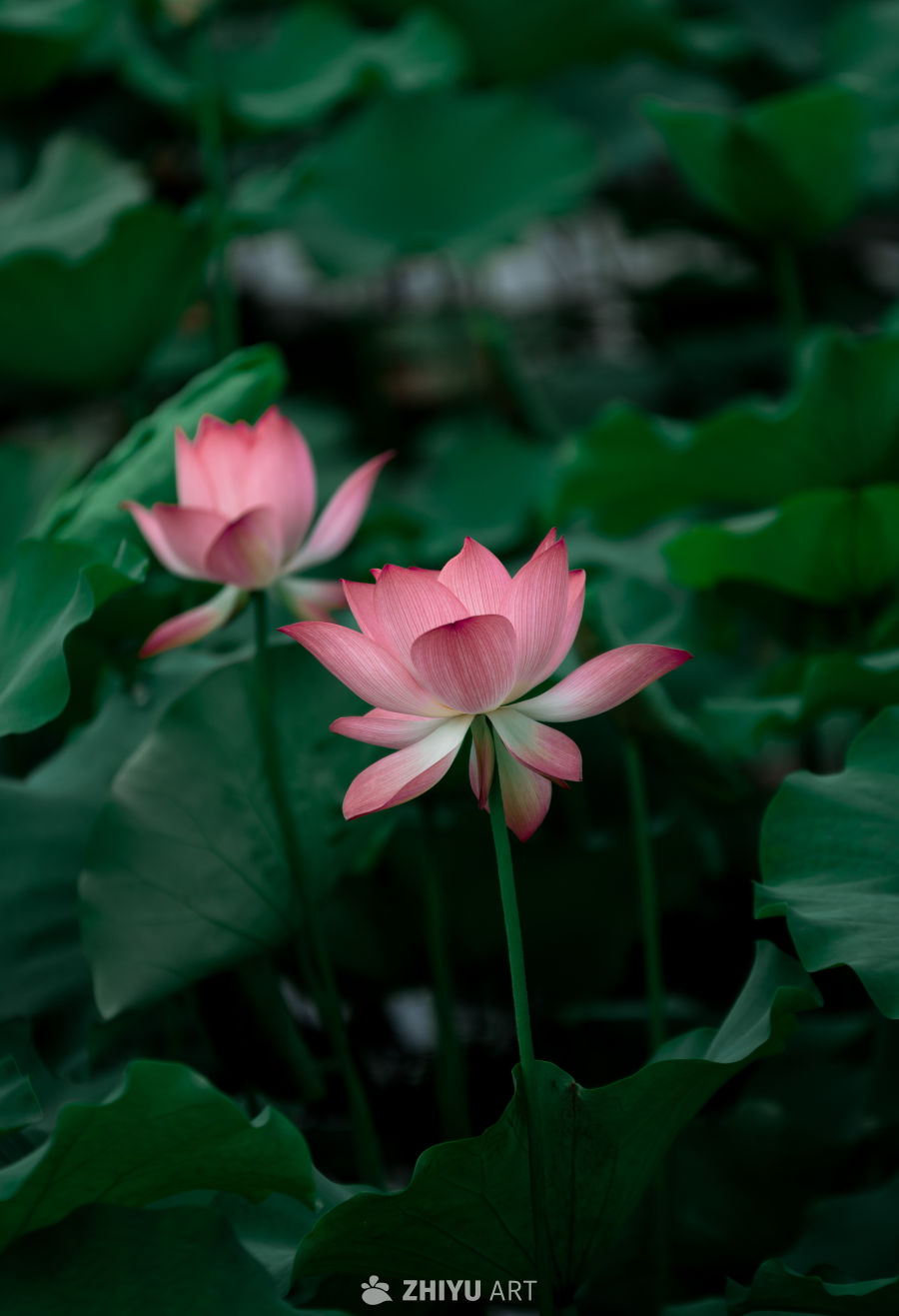 荷花 19