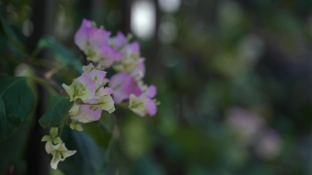 绿美 61