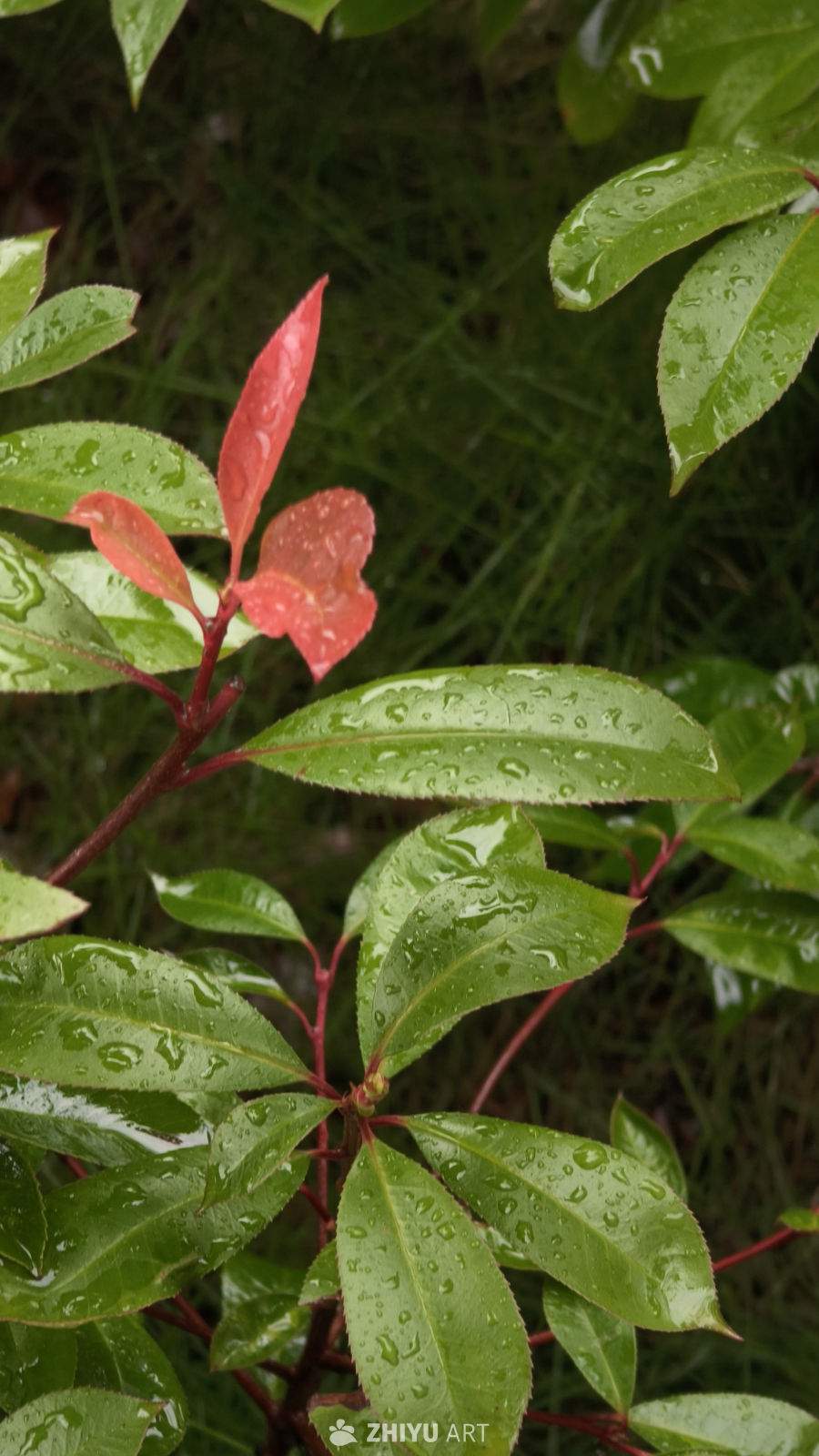 雨后绿意盎然