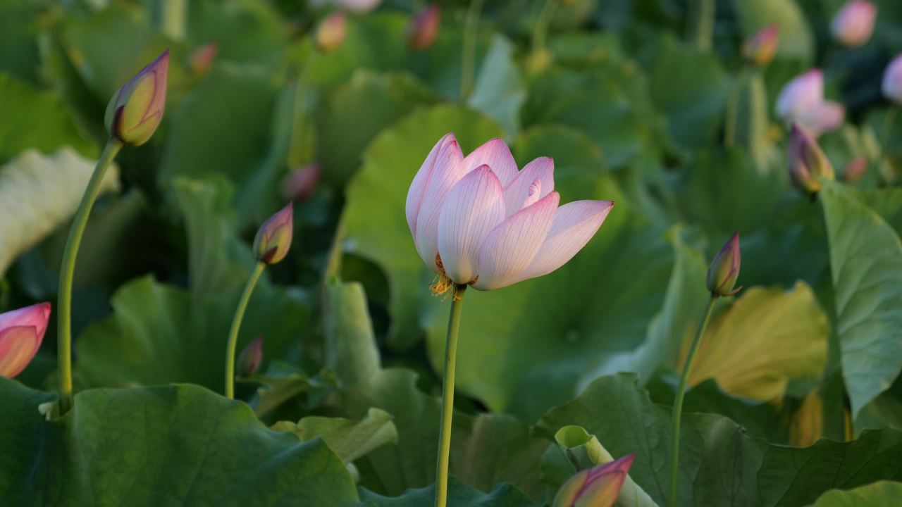 荷花古楼 5