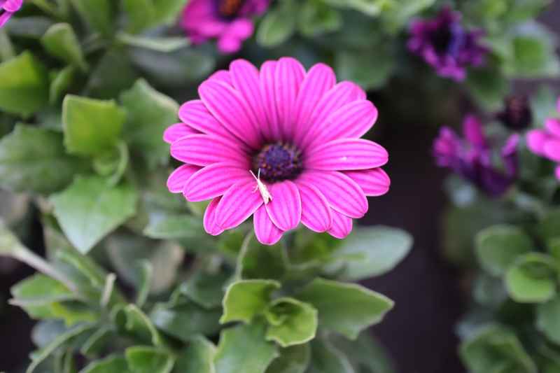 花❀