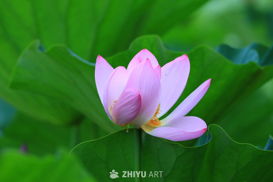 盛夏荷花 274