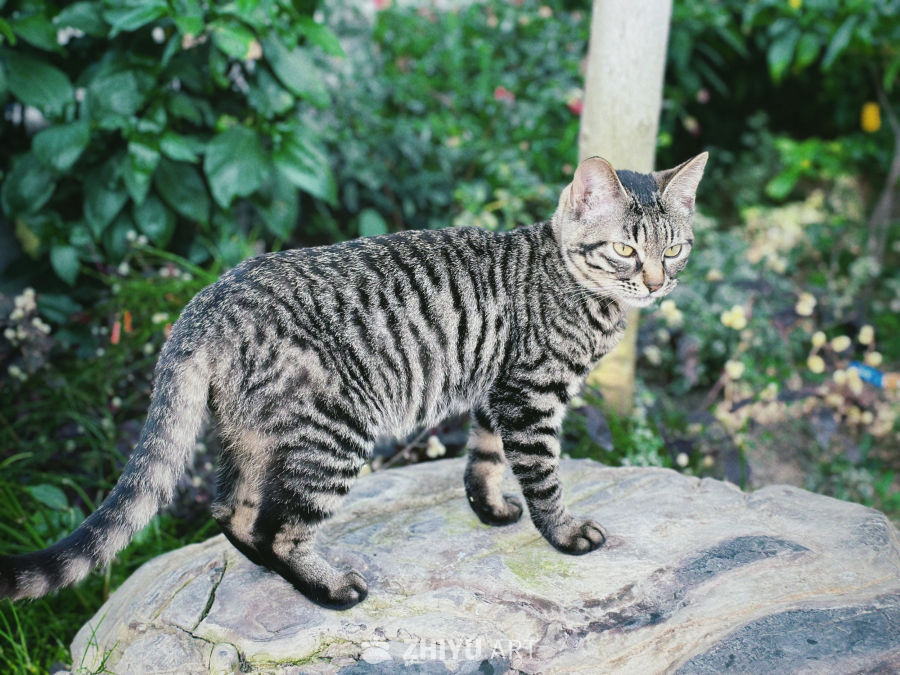 上海辰山植物园的狸花猫 2