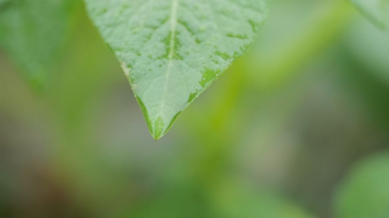 雨水滋润植物4K实拍