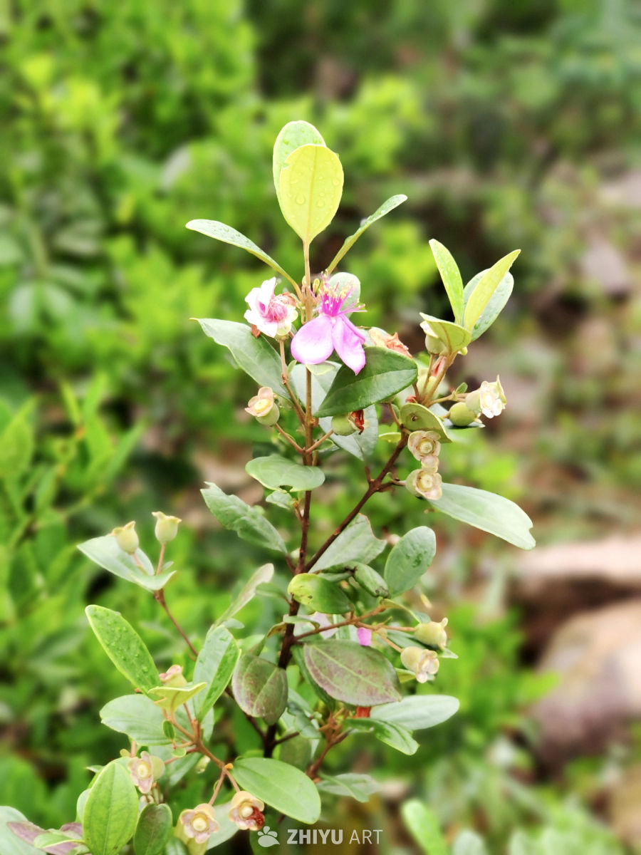 户外露营合集 1