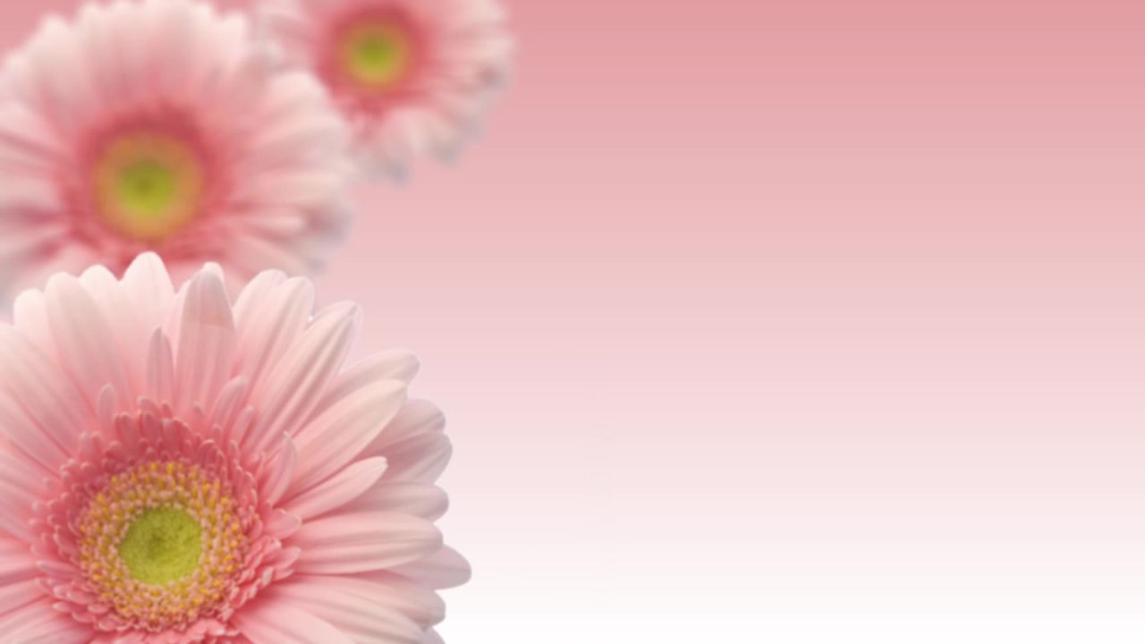 温馨粉色动态视频
