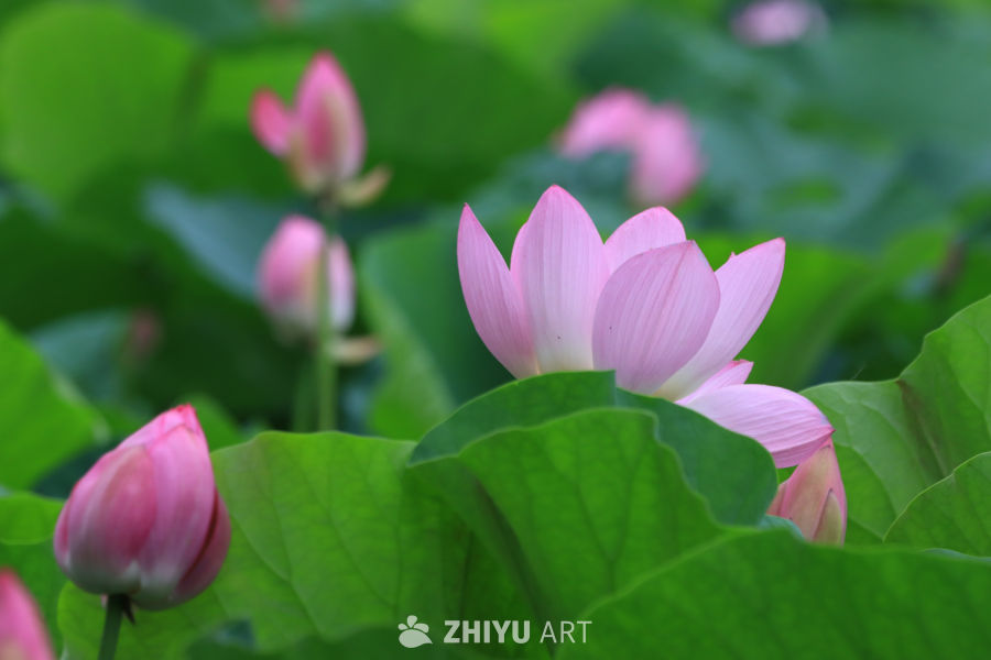 荷花 125