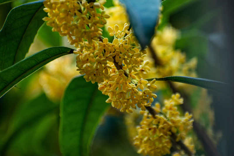 四川绵阳桂花、金桂特写 1