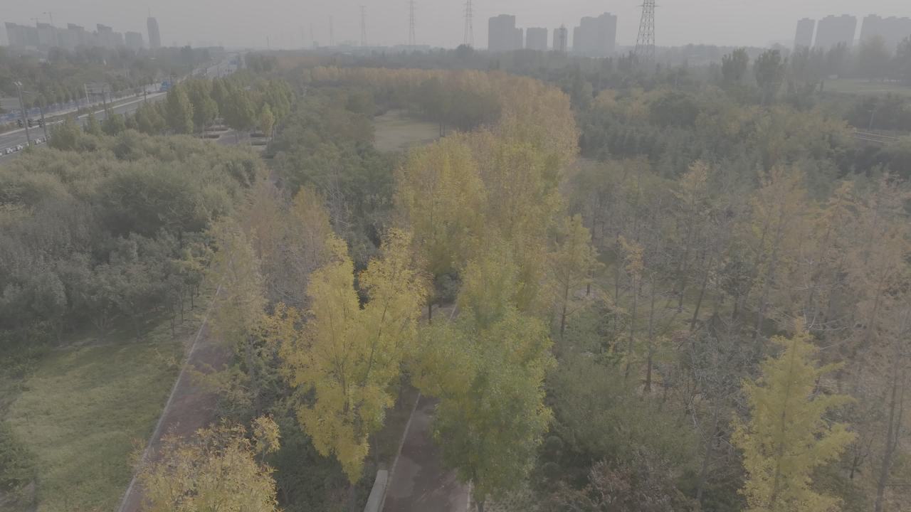 森林中的城市剪影