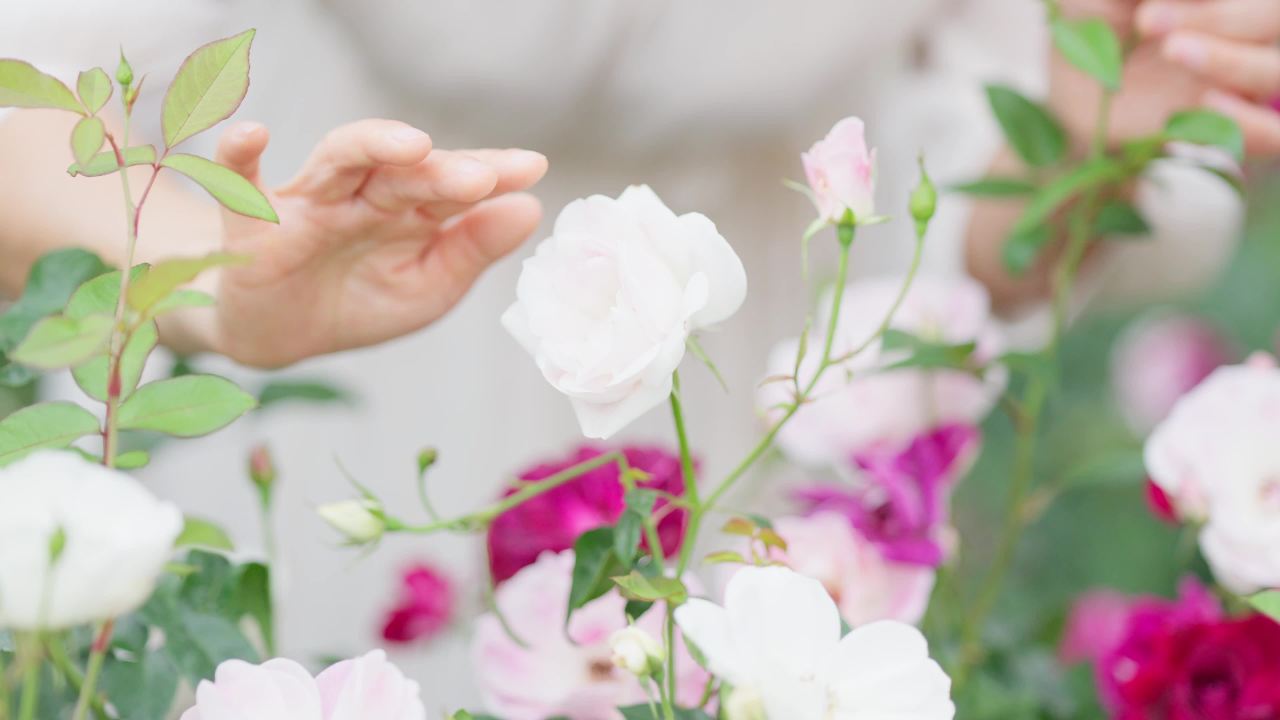 手轻轻抚摸着花瓣