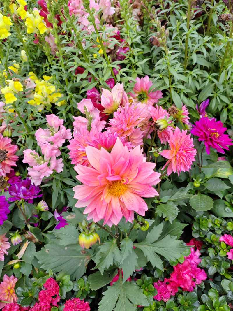 花花