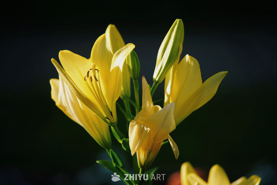 花