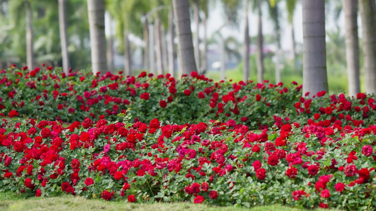 花与树