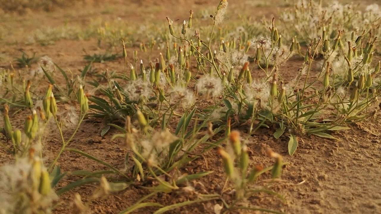沙漠中的顽强植物