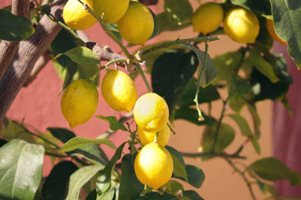 柠檬黄色柠檬树新鲜