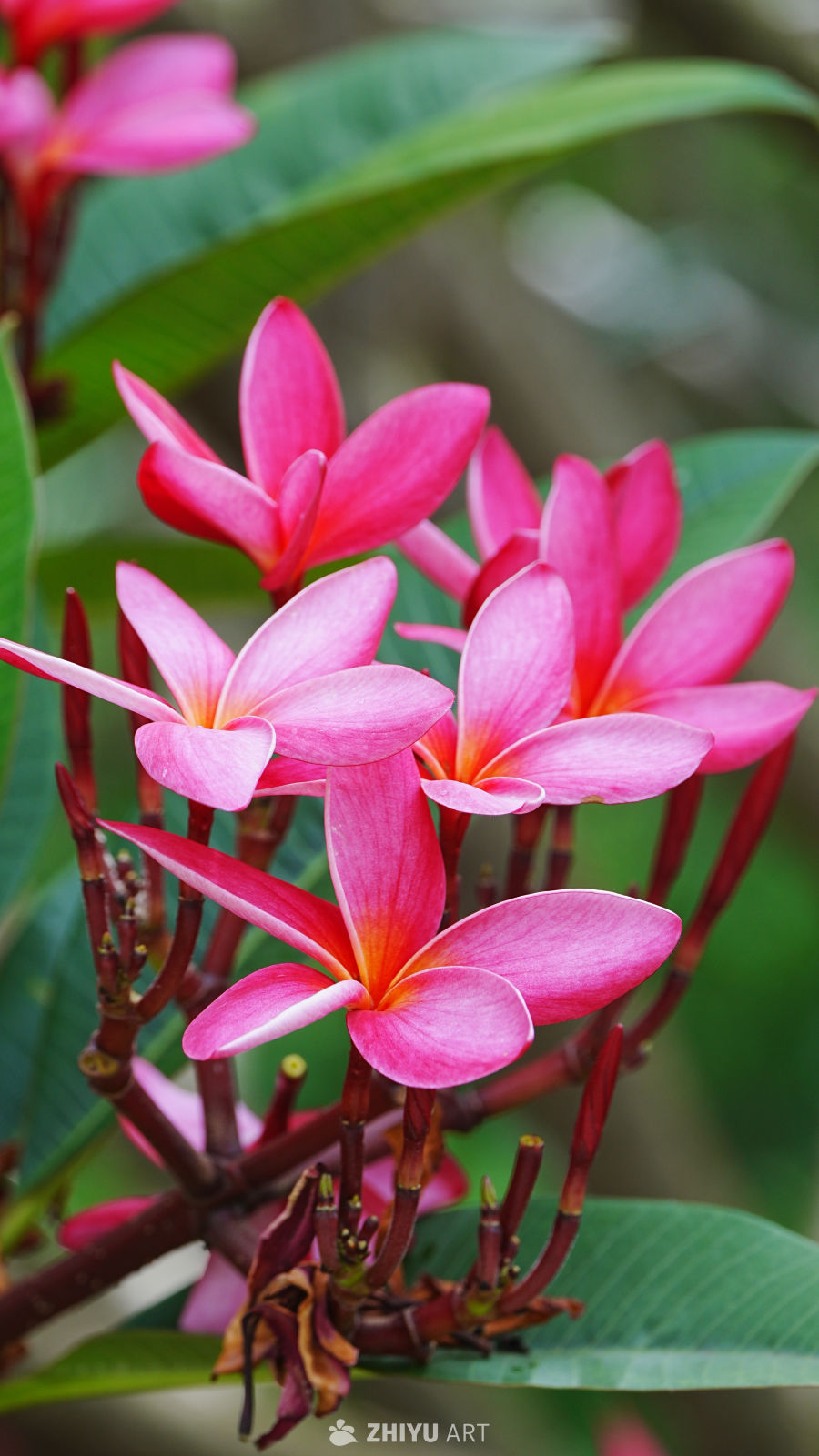 热带风情：粉色花海