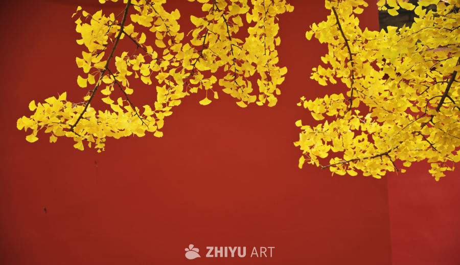 秋日红墙银杏枝 红墙映金黄银杏