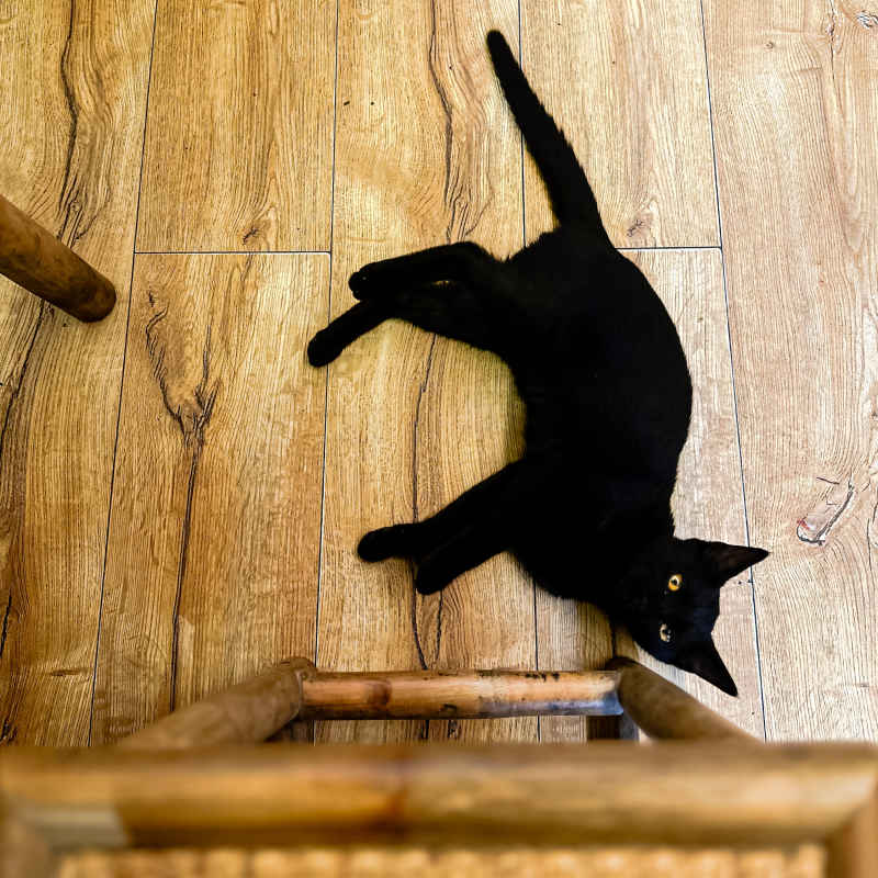 猫