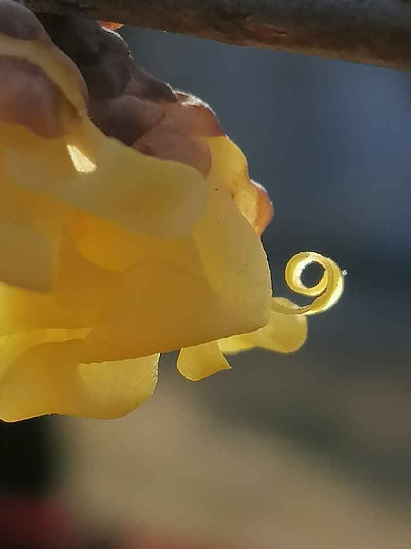 腊梅花的局部