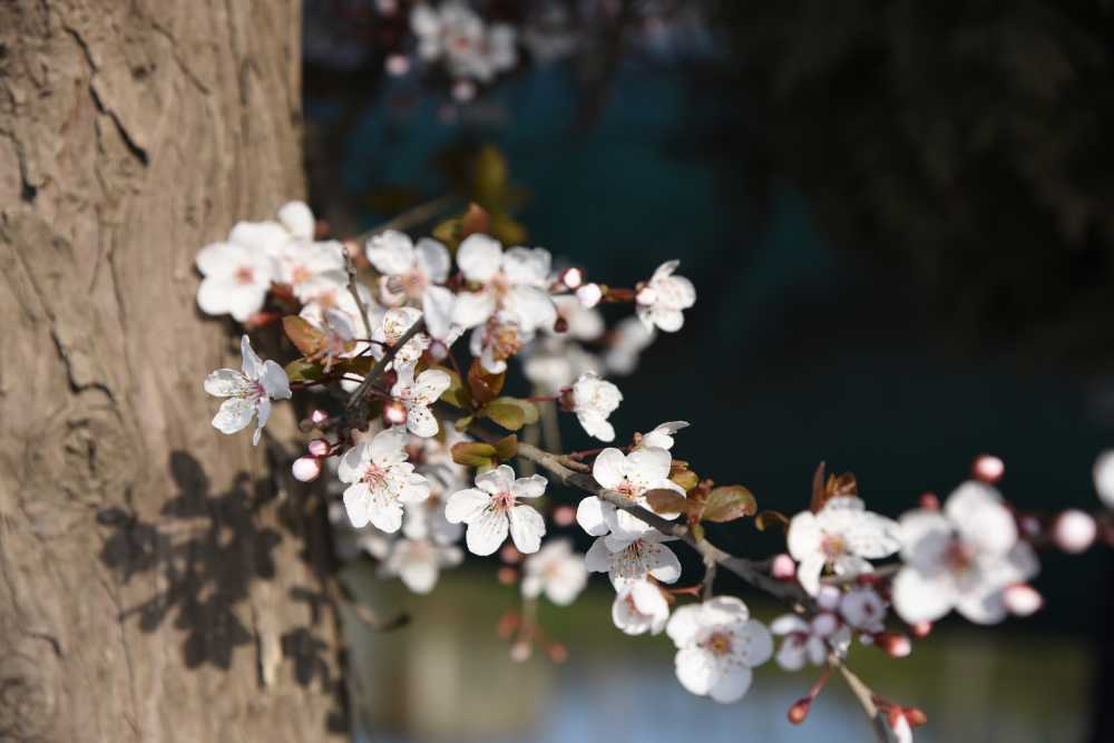 樱花
