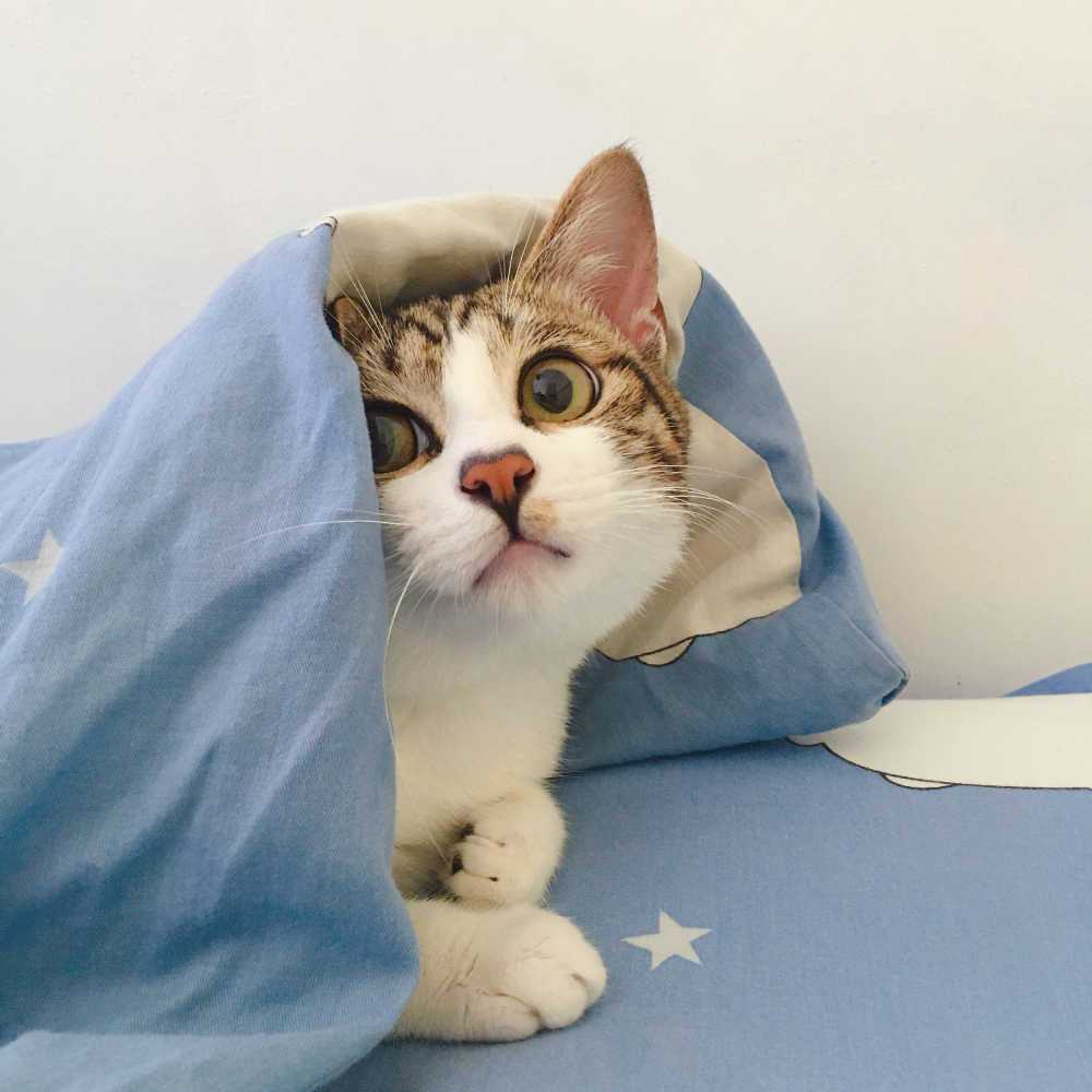 被窝里的小猫咪